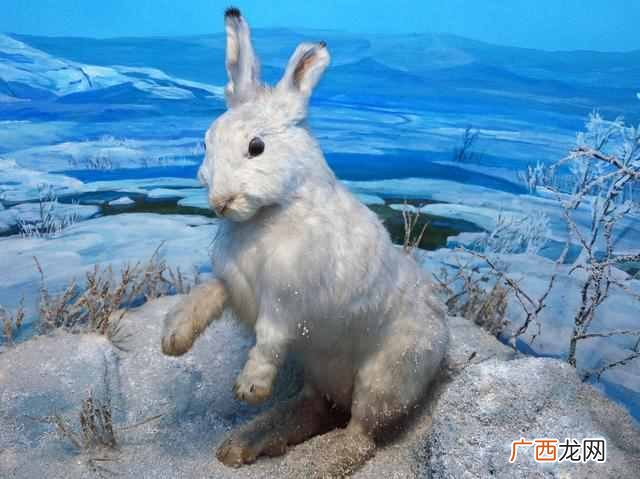 小动物怎样过冬？你知道小动物都是如何过冬的吗？