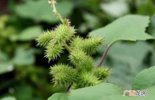 植物是怎么传播种子的？植物传播种子有哪些方法
