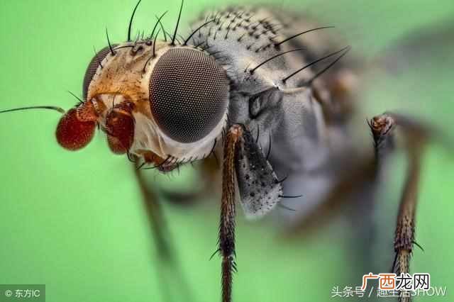 蚊子的寿命？蚊子的寿命有多长？你不在家时它会饿死吗？