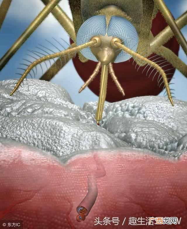蚊子的寿命？蚊子的寿命有多长？你不在家时它会饿死吗？
