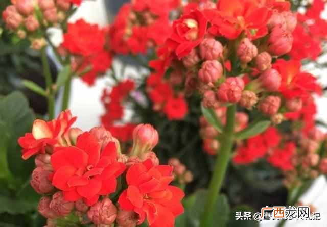 长寿花有毒吗？重瓣长寿花还会致癌是真的吗？