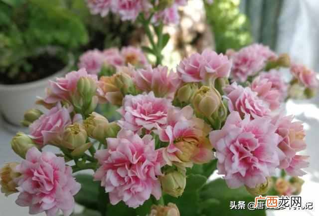 长寿花有毒吗？重瓣长寿花还会致癌是真的吗？
