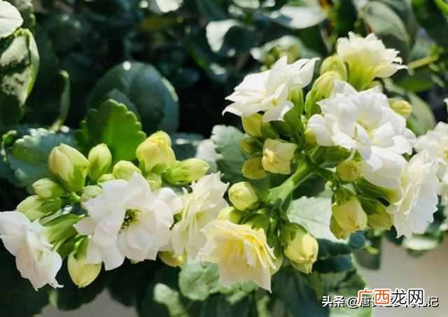 长寿花有毒吗？重瓣长寿花还会致癌是真的吗？
