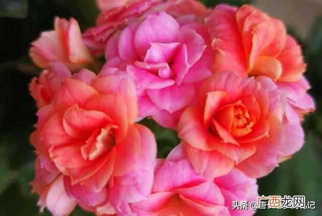 长寿花有毒吗？重瓣长寿花还会致癌是真的吗？