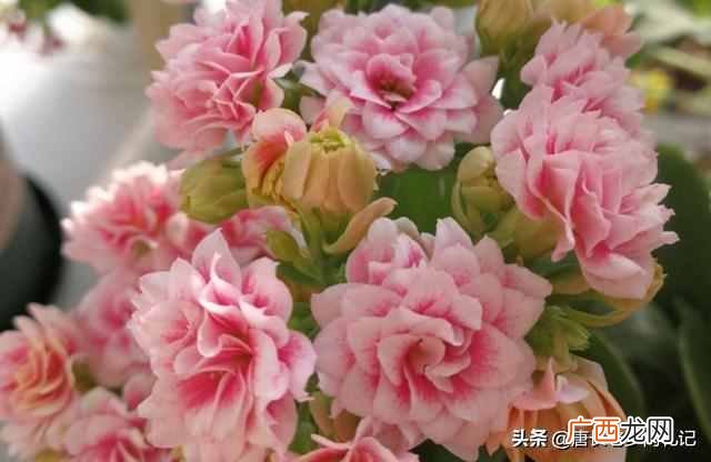 长寿花有毒吗？重瓣长寿花还会致癌是真的吗？