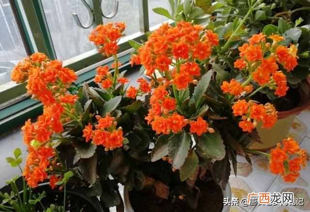 长寿花有毒吗？重瓣长寿花还会致癌是真的吗？
