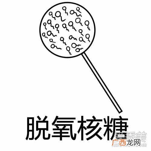 脱氧核糖是什么？脱氧核糖是什么梗含义是什么