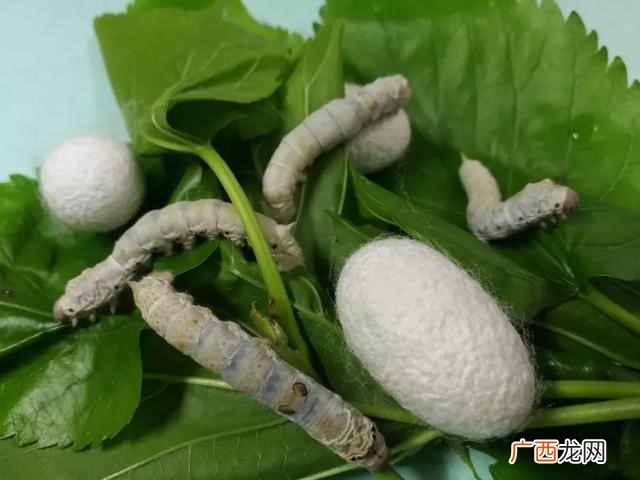 蚕除了吃桑叶还吃什么？“挑食”家蚕为什么只喜欢吃桑叶？