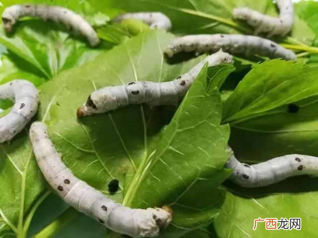 蚕除了吃桑叶还吃什么？“挑食”家蚕为什么只喜欢吃桑叶？