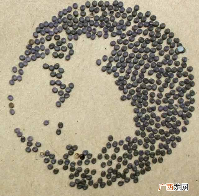 蚕除了吃桑叶还吃什么？“挑食”家蚕为什么只喜欢吃桑叶？