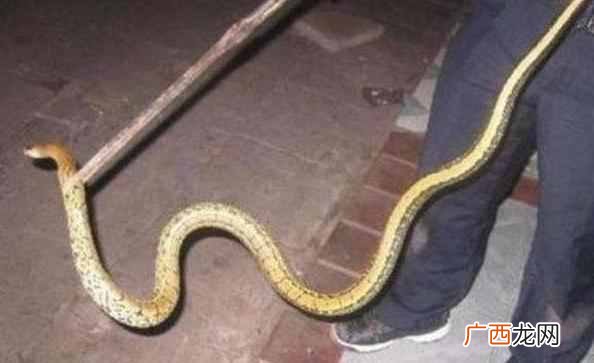 打蛇打7寸真的可行吗？为什么打蛇要打＂七寸＂，不能直接打头吗？