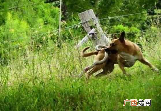 打蛇打7寸真的可行吗？为什么打蛇要打＂七寸＂，不能直接打头吗？