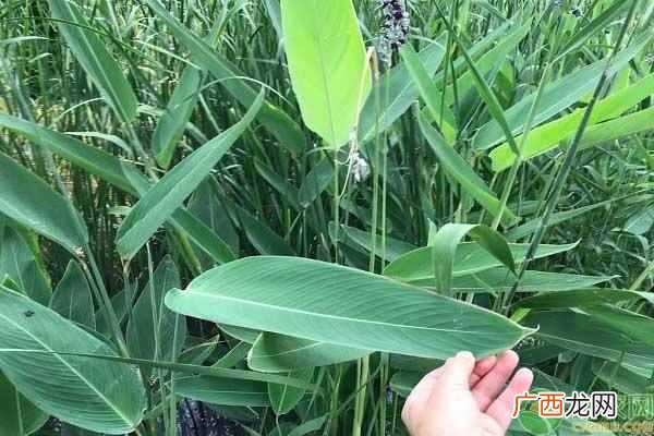 粽子叶是什么叶子?粽子叶还有哪些品种?