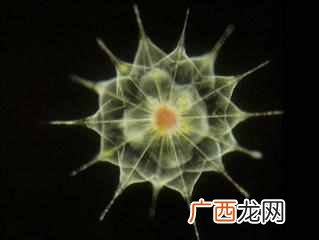 海洋中最多的生物是？微生物：海洋中数量最多的生物