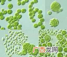 海洋中最多的生物是？微生物：海洋中数量最多的生物