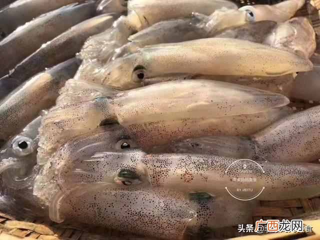 鱿鱼是鱼类吗？鱿鱼、墨鱼、章鱼有何区别？