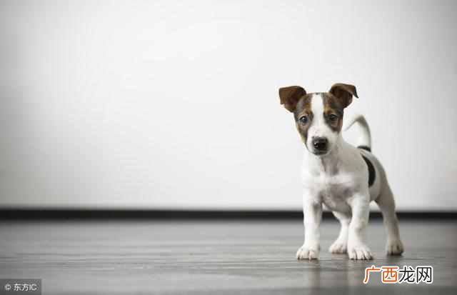 狗狗便血 大便带血是怎么了？狗狗大便带血这样处理会好点
