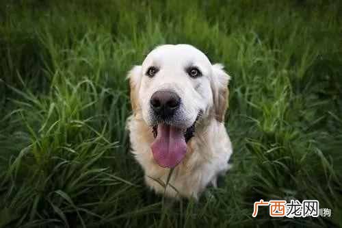 狗狗便血 大便带血是怎么了？狗狗大便带血这样处理会好点