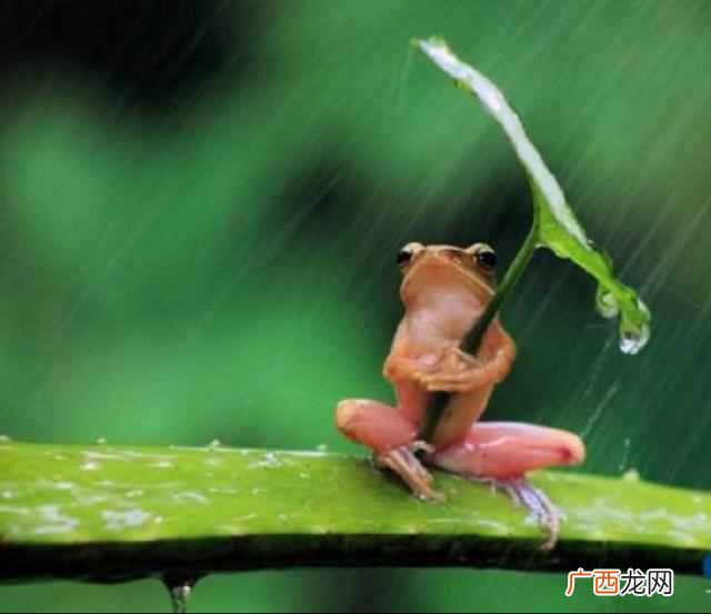 下雨前动物有哪些征兆？除了蚂蚁搬家，这些动物的行为也暗示着要下