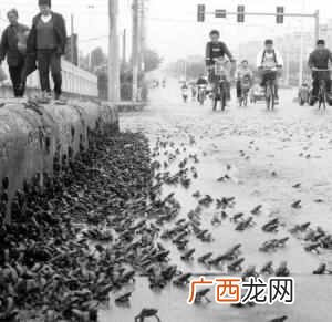 下雨前动物有哪些征兆？除了蚂蚁搬家，这些动物的行为也暗示着要下
