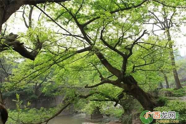 植树造林的意义？植树节为何要种树？