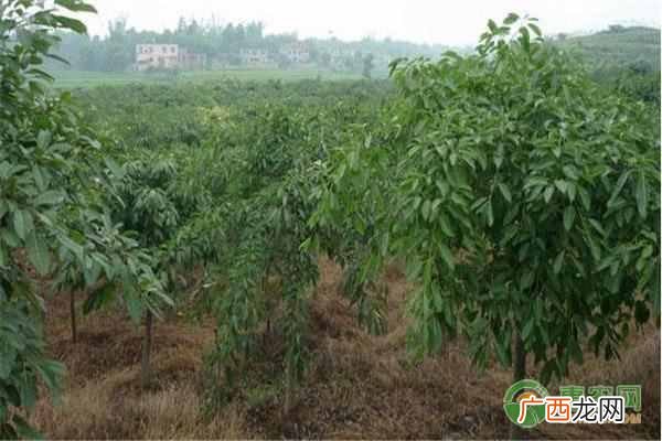 植树造林的意义？植树节为何要种树？