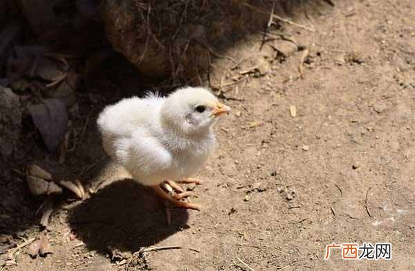 怎样饲养小鸡？雏鸡养殖管理技术要点