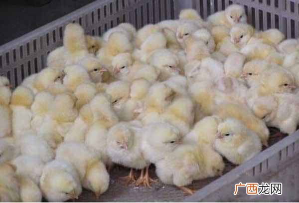 怎样饲养小鸡？雏鸡养殖管理技术要点
