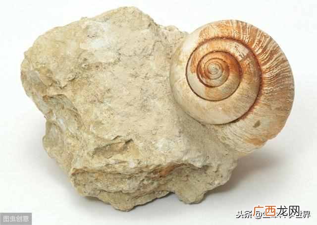 恐龙化石是怎样形成的？怎么鉴定化石的年代？有趣的生物学