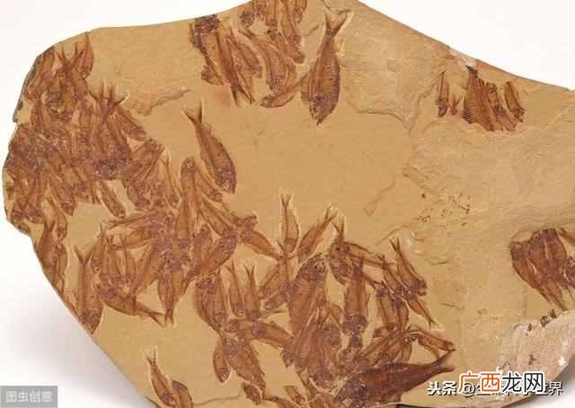 恐龙化石是怎样形成的？怎么鉴定化石的年代？有趣的生物学