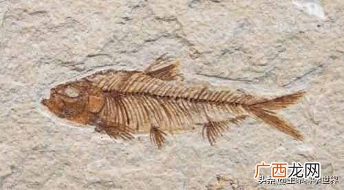 恐龙化石是怎样形成的？怎么鉴定化石的年代？有趣的生物学