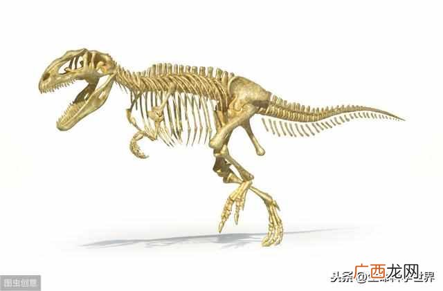 恐龙化石是怎样形成的？怎么鉴定化石的年代？有趣的生物学