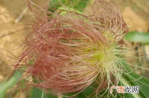 玉米须的功效与作用？细数玉米须的神奇药用价值和功效