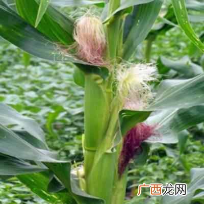 玉米须的功效与作用？细数玉米须的神奇药用价值和功效
