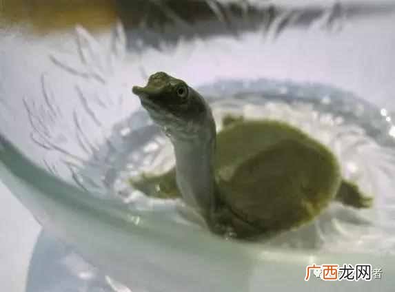 甲鱼吃什么？新宠小甲鱼在家要怎样饲养呢