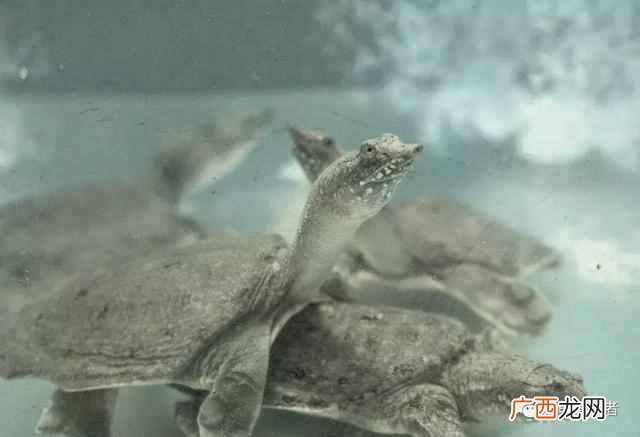 甲鱼吃什么？新宠小甲鱼在家要怎样饲养呢