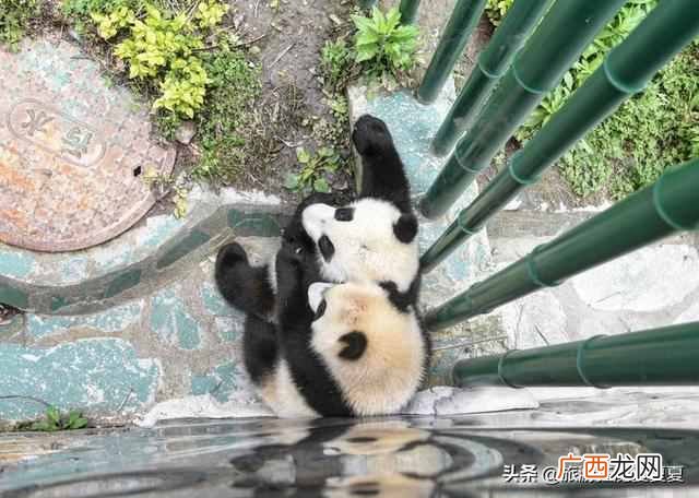 大熊猫生活在哪里？原来大熊猫的老家在这里