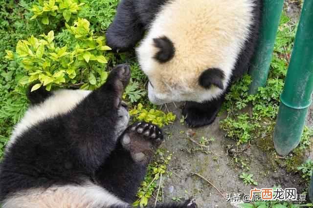 大熊猫生活在哪里？原来大熊猫的老家在这里