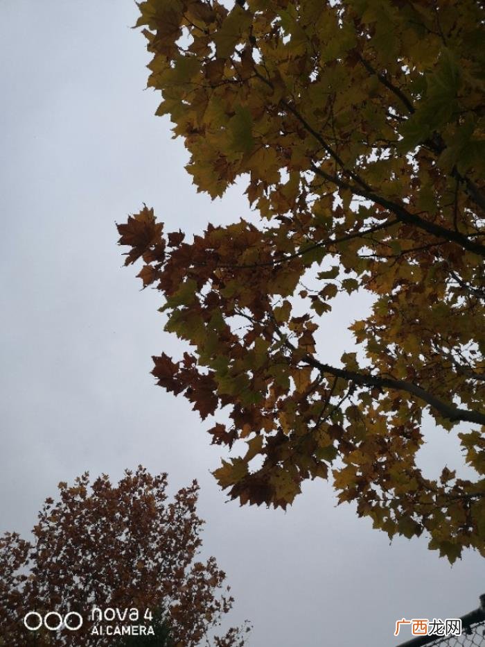 秋意浓浓的唯美句子 秋雨绵绵的唯美句子