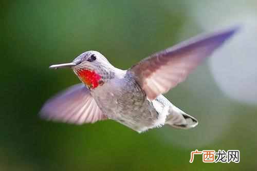 世界上最小的鸟是什么鸟