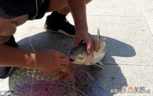 如何用一款经济实惠又简单的基础饵，玩转整个秋季野钓？