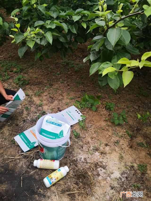 如何用水溶肥，正确使用水溶肥，吸收高、效果迅速提升数十倍