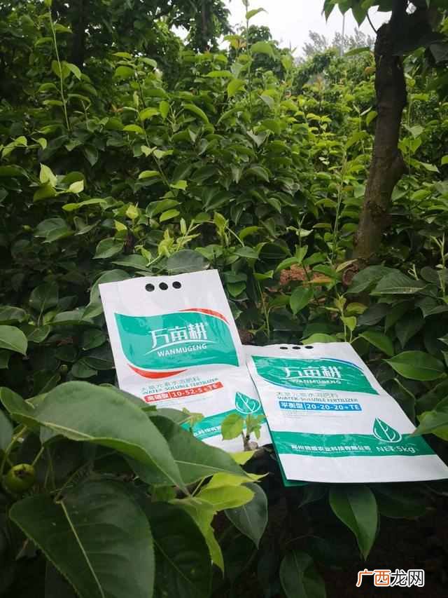 如何用水溶肥，正确使用水溶肥，吸收高、效果迅速提升数十倍