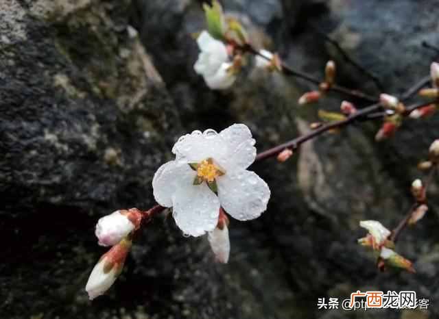 如何用手机拍出照片的层次美？这篇文章教会你