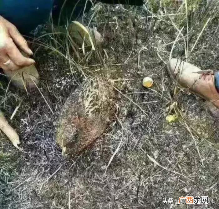 世界上最伟大的爱是母爱 关于母爱的句子