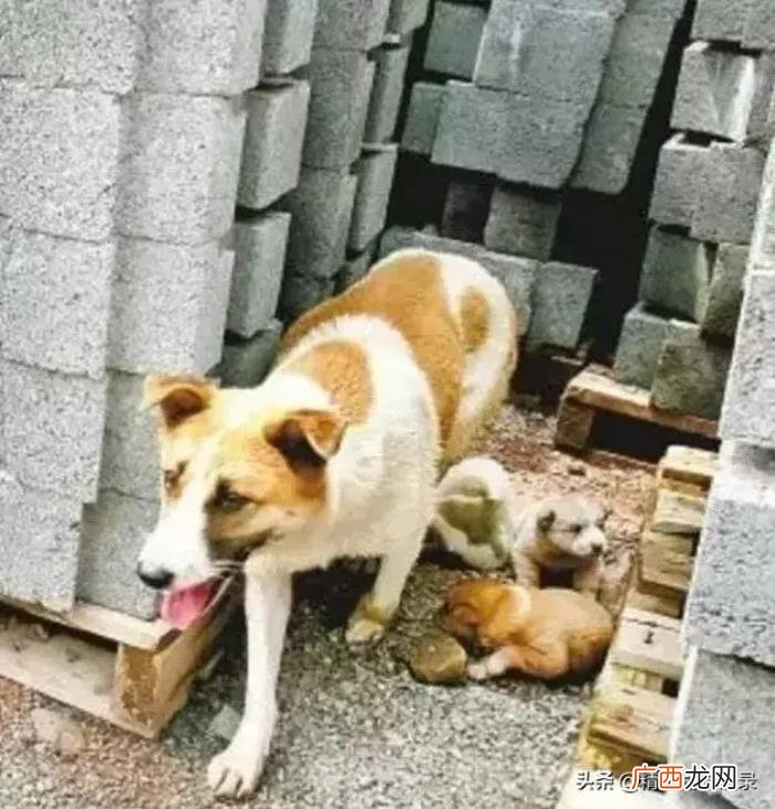 世界上最伟大的爱是母爱 关于母爱的句子
