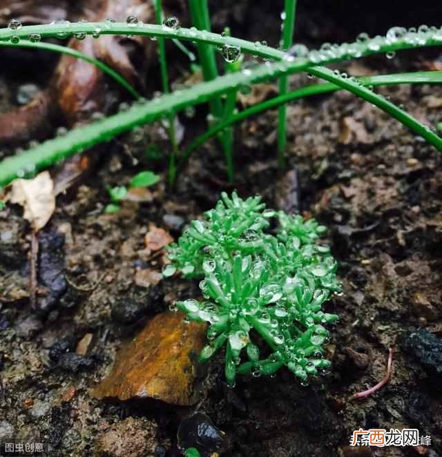 描写春天的古诗有哪些?描写春天的古诗词十首,忘了流年