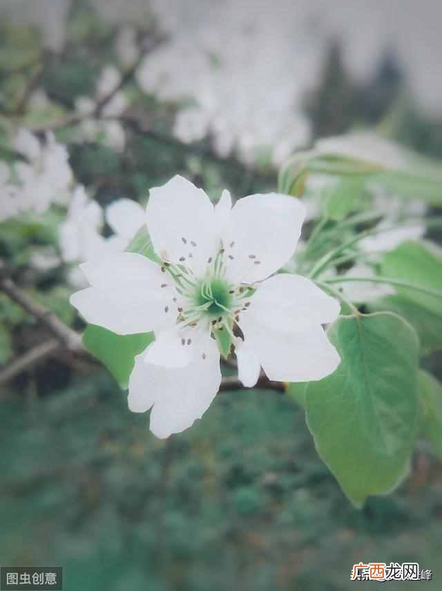 描写春天的古诗有哪些?描写春天的古诗词十首,忘了流年