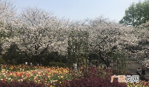 湖南省植物园樱花什么时候开？