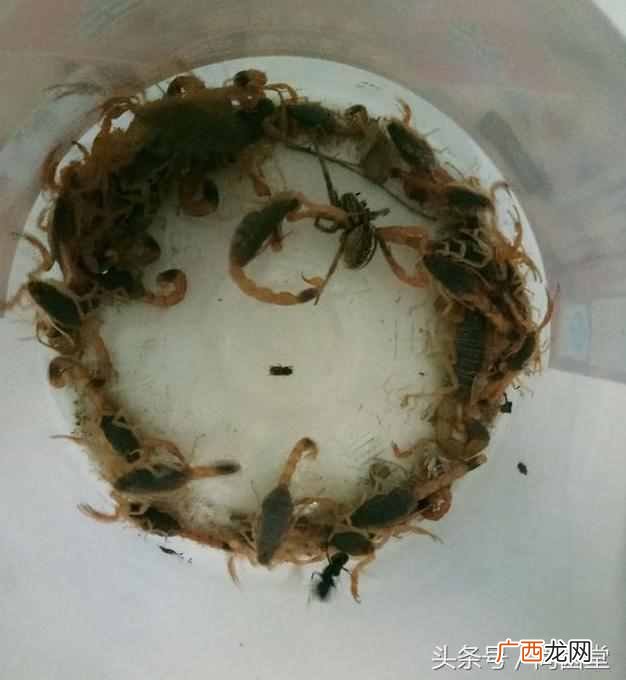 蝎子如何长期冷冻保存？蝎子捉了很多，怎么储存